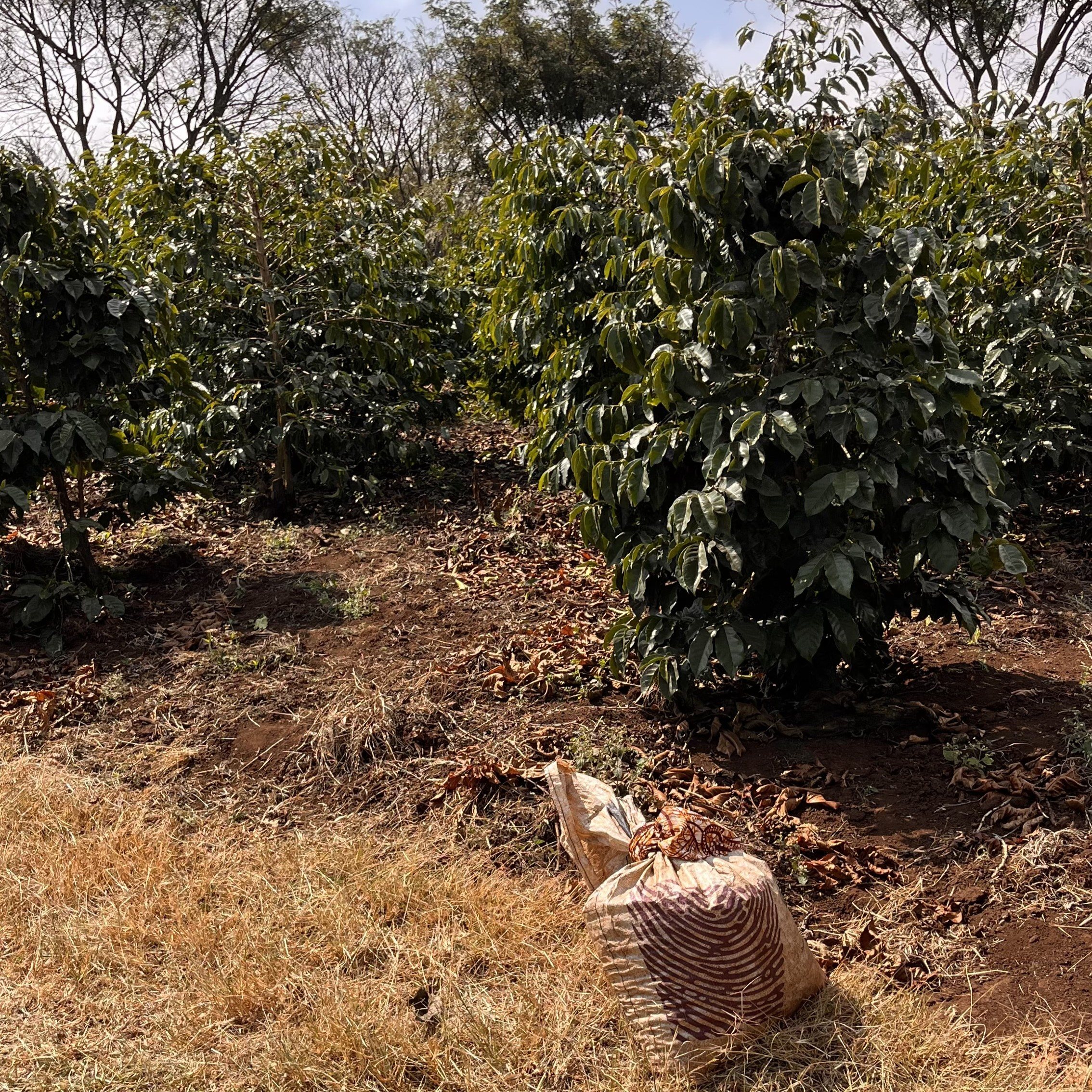 小豆 Tanzania Acacia Hills Natural AA(25/26年クロップ) | ORIGIN
